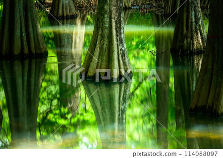 水與樹交織而成的美麗風景「水邊森林」篠栗久大林(福岡縣篠栗町) 水與樹交織而成的美麗風景「水邊森林」篠栗久大林(福岡縣篠栗町) 114088097