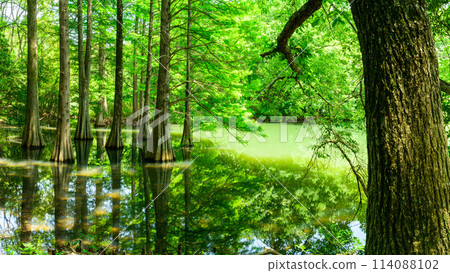 水與樹交織而成的美麗風景「水邊森林」篠栗久大林（福岡縣篠栗町） 114088102