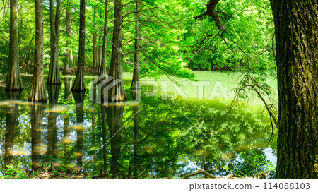 A beautiful landscape created by water and trees: "Waterside Forest" Sasaguri Kyudai Forest (Waterside Forest) (Sasaguri Town, Fukuoka Prefecture) A beautiful landscape created by water and trees: "Waterside Forest" Sasaguri Kyudai Forest (Waterside Forest) (Sasaguri Town, Fukuoka Prefecture) 114088103