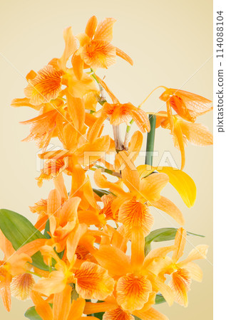 Beautiful orange dendrobium flowers Beautiful orange dendrobium flowers 114088104