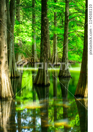 A beautiful landscape created by water and trees: "Waterside Forest" Sasaguri Kyudai Forest (Waterside Forest) (Sasaguri Town, Fukuoka Prefecture) 114088110