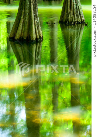 A beautiful landscape created by water and trees: "Waterside Forest" Sasaguri Kyudai Forest (Waterside Forest) (Sasaguri Town, Fukuoka Prefecture) 114088154