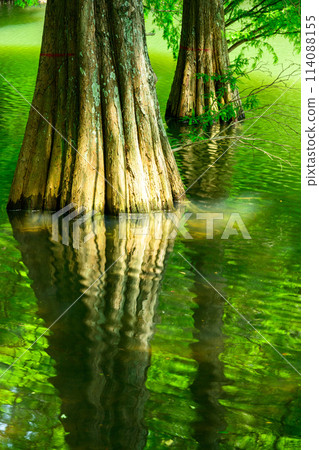 A beautiful landscape created by water and trees: "Waterside Forest" Sasaguri Kyudai Forest (Waterside Forest) (Sasaguri Town, Fukuoka Prefecture) 114088155