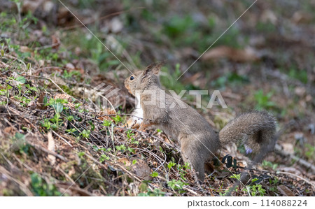 Cute Japanese squirrel 114088224