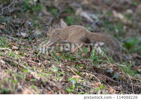 可愛的日本松鼠 114088226