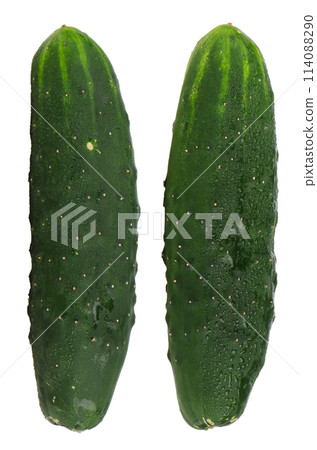 Fresh green cucumbers Fresh green cucumbers 114088290