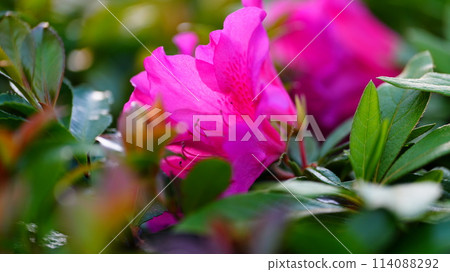 粉紅色的杜鵑花 粉紅色的杜鵑花 114088292