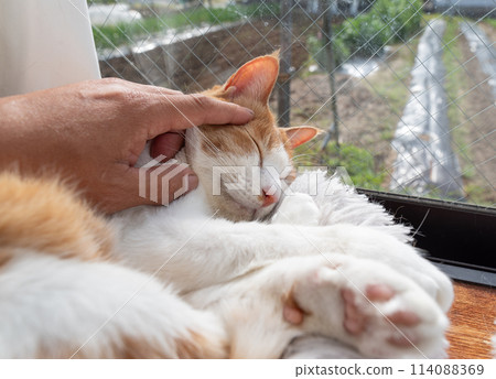 Stroking a cat, brown tabby white Stroking a cat, brown tabby white 114088369