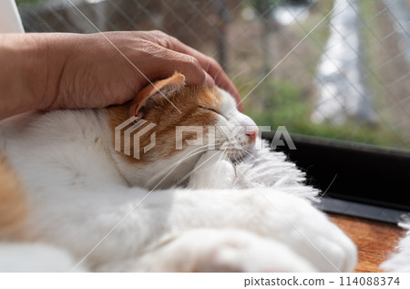 Stroking a cat, brown tabby white Stroking a cat, brown tabby white 114088374