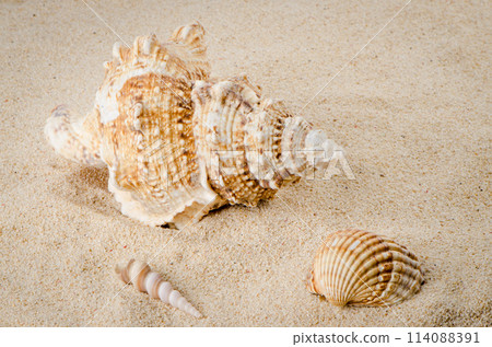 Sea shell on the shore 114088391