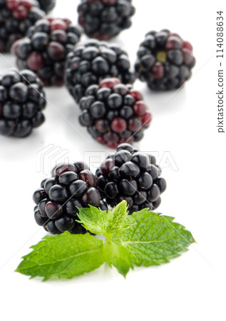 fresh berry blackberry fresh berry blackberry 114088634