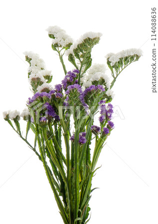 White and purple statice flowers White and purple statice flowers 114088636
