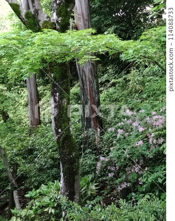藍楓間的山杜鵑花② 114088733