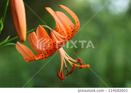 Tiger lily, orange flower, wildflower, blooming in the grassland Tiger lily, orange flower, wildflower, blooming in the grassland 114088801