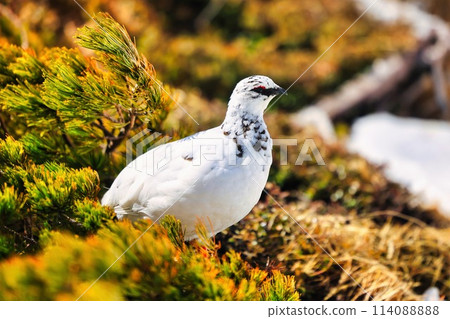 The ptarmigan of Mount Tateyama in the Northern Alps The ptarmigan of Mount Tateyama in the Northern Alps 114088888