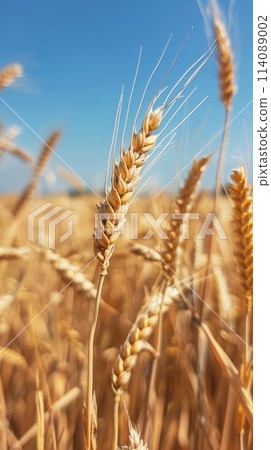 Closeup of golden ears of wheat in a sunlit field, with a clear blue sky and fluffy white clouds in the background, capturing the essence of a bountiful harvest. Closeup of golden ears of wheat in a sunlit field, with a clear blue sky and fluffy white clouds in the background, capturing the essence of a bountiful harvest. 114089002