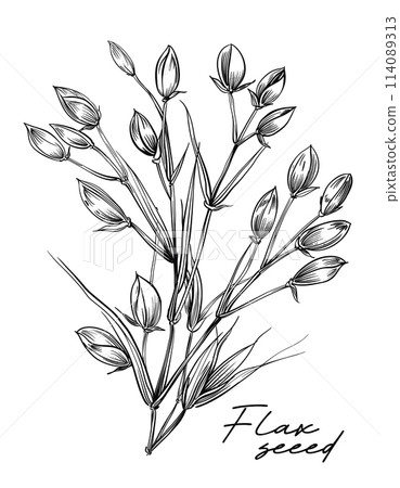 Flax seed hand drawn black and white vector Flax seed hand drawn black and white vector 114089313