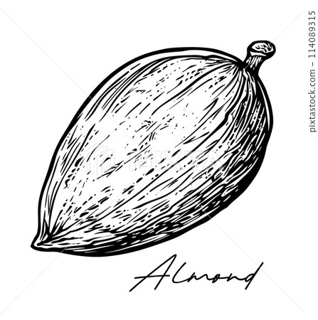 Almond hand drawn black and white vector Almond hand drawn black and white vector 114089315