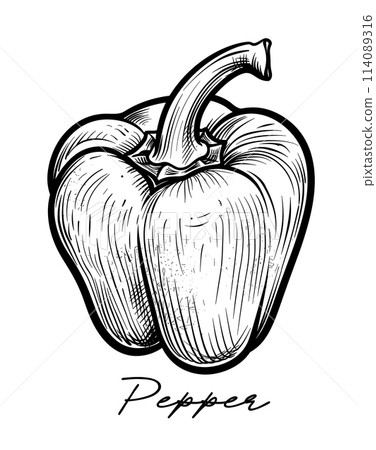 Pepper hand drawn black and white vector 114089316
