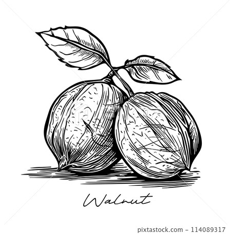 Walnut hand drawn black and white vector Walnut hand drawn black and white vector 114089317