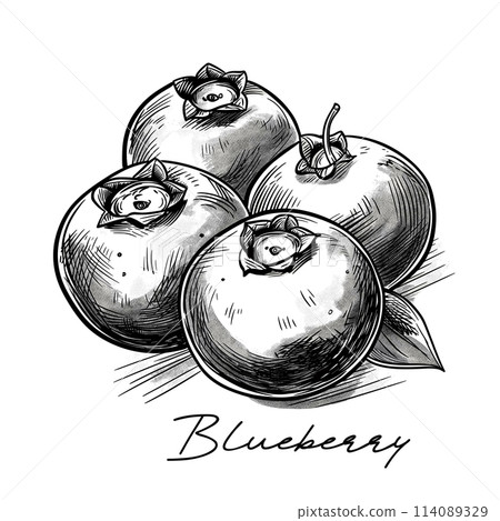 Blueberry hand drawn black and white vector illustration Blueberry hand drawn black and white vector illustration 114089329