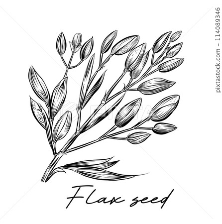 Flax seed hand drawn black and white vector 114089346