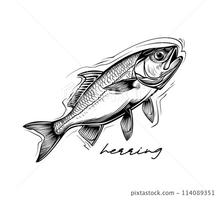 Herring hand drawn black and white vector 114089351