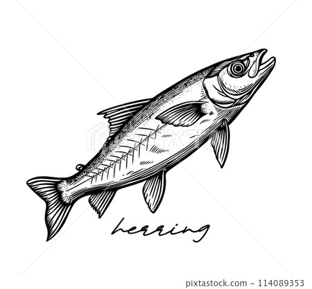 Herring hand drawn black and white vector 114089353