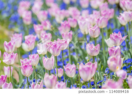 Brightly blooming tulips at Michinoku Lakeside National Park in Kawasaki, Miyagi Prefecture Brightly blooming tulips at Michinoku Lakeside National Park in Kawasaki, Miyagi Prefecture 114089416