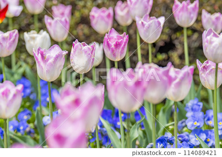 Brightly blooming tulips at Michinoku Lakeside National Park in Kawasaki, Miyagi Prefecture 114089421