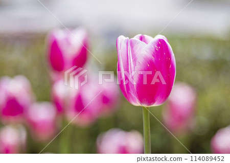 宮城縣川崎町國立陸奧森湖濱公園鬱金香盛開 114089452