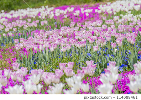 Brightly blooming tulips at Michinoku Lakeside National Park in Kawasaki, Miyagi Prefecture 114089461