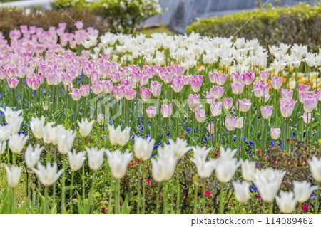 Brightly blooming tulips at Michinoku Lakeside National Park in Kawasaki, Miyagi Prefecture 114089462