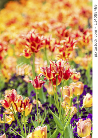 Brightly blooming tulips at Michinoku Lakeside National Park in Kawasaki, Miyagi Prefecture 114089469