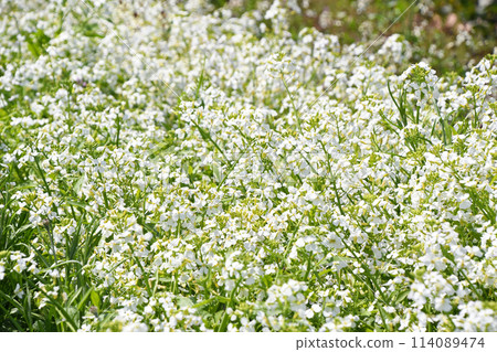 白色油菜花 114089474
