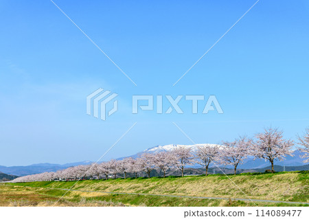 Ogawara Sakura Line Ogawara Town, Miyagi Prefecture 114089477