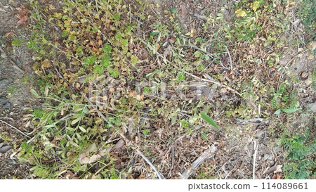 Weeds killed by herbicide 114089661