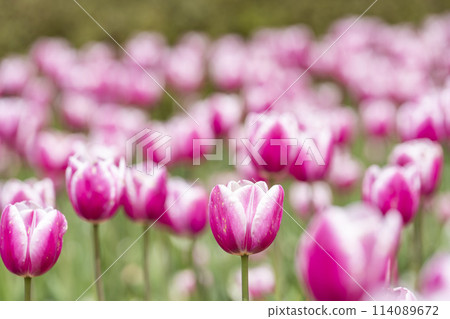 Brightly blooming tulips at Michinoku Lakeside National Park in Kawasaki, Miyagi Prefecture Brightly blooming tulips at Michinoku Lakeside National Park in Kawasaki, Miyagi Prefecture 114089672