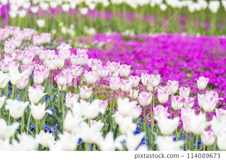Brightly blooming tulips at Michinoku Lakeside National Park in Kawasaki, Miyagi Prefecture 114089673