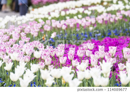 Brightly blooming tulips at Michinoku Lakeside National Park in Kawasaki, Miyagi Prefecture 114089677