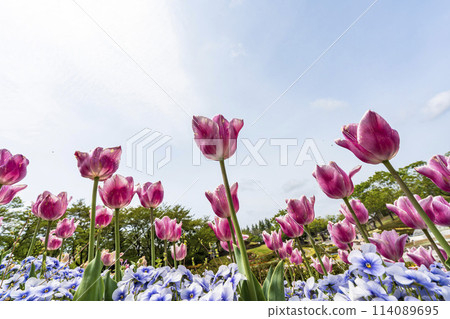 Brightly blooming tulips at Michinoku Lakeside National Park in Kawasaki, Miyagi Prefecture Brightly blooming tulips at Michinoku Lakeside National Park in Kawasaki, Miyagi Prefecture 114089695