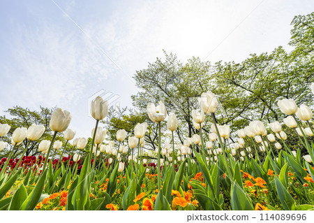 Brightly blooming tulips at Michinoku Lakeside National Park in Kawasaki, Miyagi Prefecture 114089696