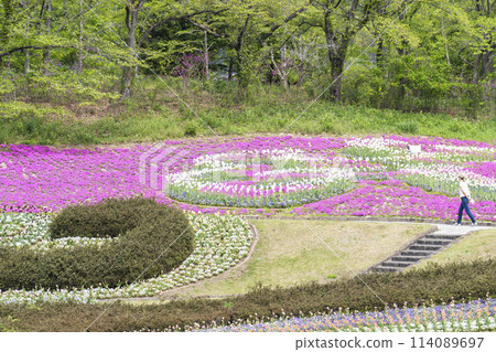 Brightly blooming tulips at Michinoku Lakeside National Park in Kawasaki, Miyagi Prefecture 114089697