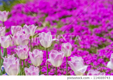 Brightly blooming tulips and moss pinks at Michinoku Lakeside National Park in Kawasaki, Miyagi Prefecture 114089743