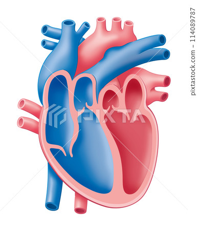 心臟橫切面 心臟橫切面 114089787