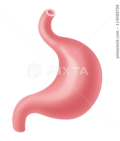 Stomach 114089788
