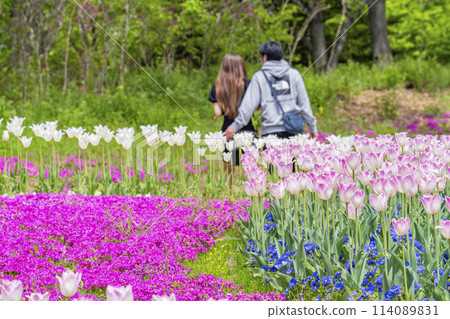 Brightly blooming tulips and a man and woman at Michinoku Lakeside National Park in Kawasaki, Miyagi Prefecture Brightly blooming tulips and a man and woman at Michinoku Lakeside National Park in Kawasaki, Miyagi Prefecture 114089831