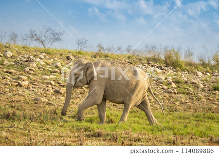 wild aggressive asian female elephant or Elephas maximus indicus walking in summer season safari in migration and natural scenic background jim corbett national park forest reserve uttarakhand india wild aggressive asian female elephant or Elephas maximus indicus walking in summer season safari in migration and natural scenic background jim corbett national park forest reserve uttarakhand india 114089886