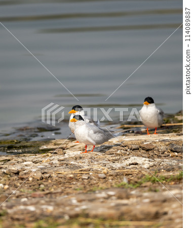 Indian river tern or river tern or Sterna aurantia bird flock or family near lake water in winter season safari at ranthambore national park forest tiger reserve rajasthan india 114089887