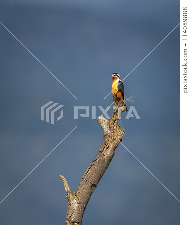 Collared falconet or Microhierax caerulescens bird of prey Falconidae perched high on tree natural blue sky background at dhikala zone jim corbett national park forest tiger reserve uttarakhand india 114089888